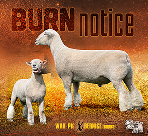 Burn Notice